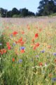 thumbnails/001-IMG_4356.JPG.small.jpeg