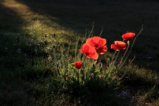 thumbnails/011-IMG_7686c.JPG.small.jpeg