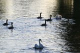 thumbnails/013-IMG_7294a.jpg.small.jpeg