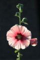 thumbnails/014-IMG_7359a.JPG.small.jpeg
