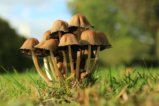 thumbnails/008-IMG_0324a.JPG.small.jpeg