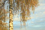 thumbnails/011-IMG_0336ks.JPG.small.jpeg