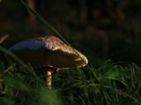 thumbnails/013-IMG_0348a.JPG.small.jpeg