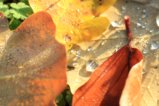thumbnails/025-IMG_0573a.JPG.small.jpeg