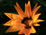 thumbnails/026-IMG_0574a.JPG.small.jpeg